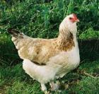 Enten;Hühner & Gänse auch weitere Geflügel Arten aus naturbrut zu Verkaufen !
