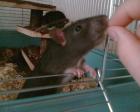 16 Rattenbabies abzugeben