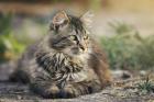 Dein Katzensitter vorOrt - Katzenbetreuung - Katzensitting - Tierbetreuung - Kat