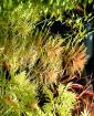 Amerikanisches Kammblatt, Bündel, Aquarienpflanzen (Versand/ Abholung)